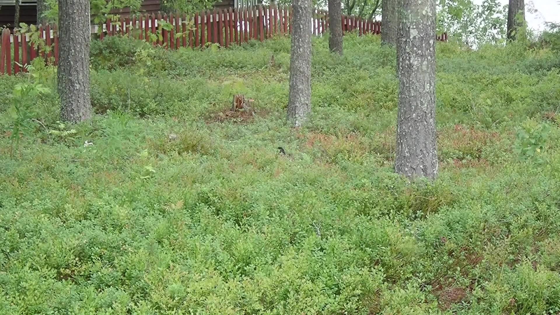 Duckies in the bushes