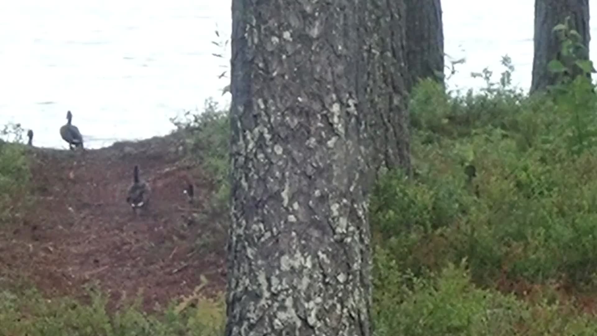 Duckies on the move