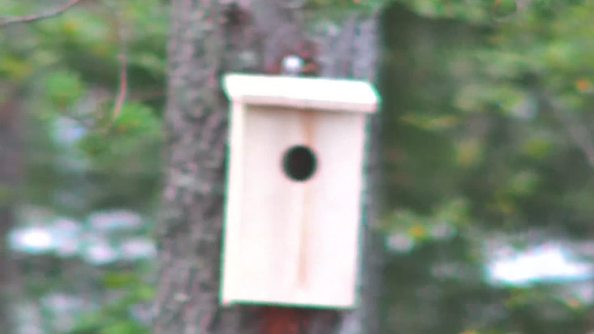 Birdhouses seen from the lakeside camera