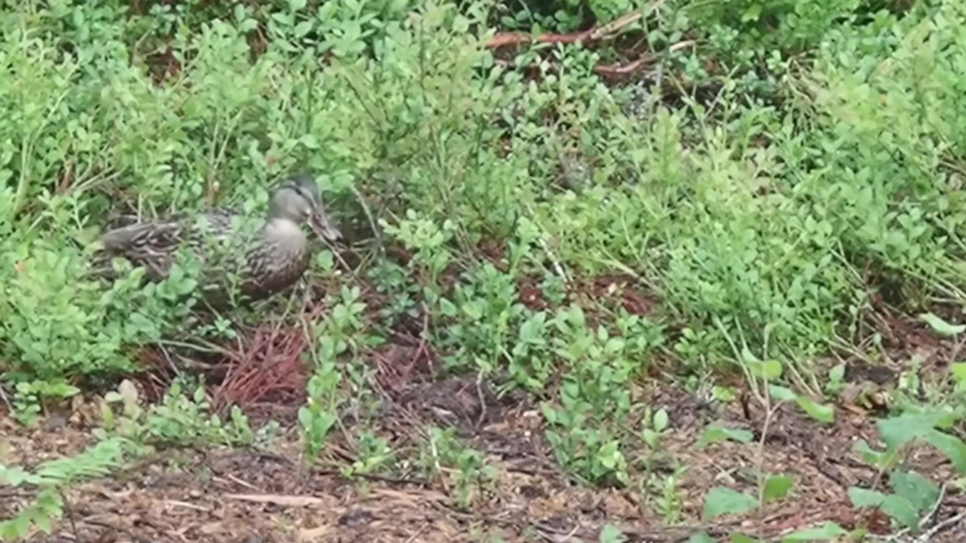 Duckies raiding the wild berries in our backyard